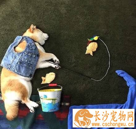柴犬吃什么狗粮好 怎样给柴犬选购狗粮