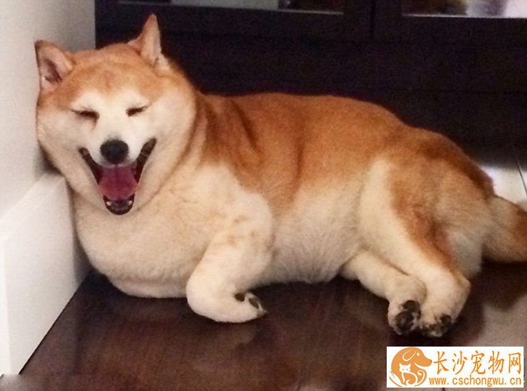 柴犬能看家护院吗 柴犬具备看家护院的特质吗