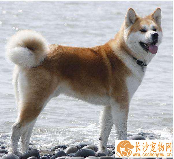 柴犬不喜欢摸头  柴犬不喜欢摸头原来是这样