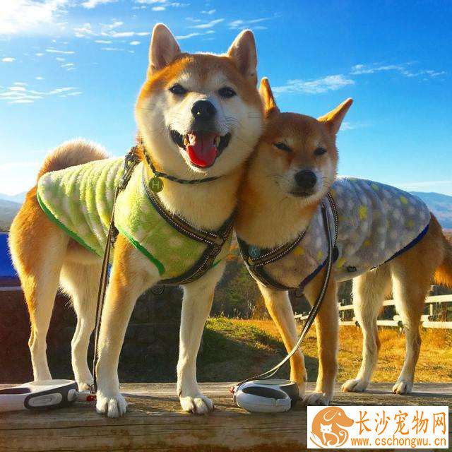 柴犬不立耳 柴犬不立耳的两大原因你知道吗