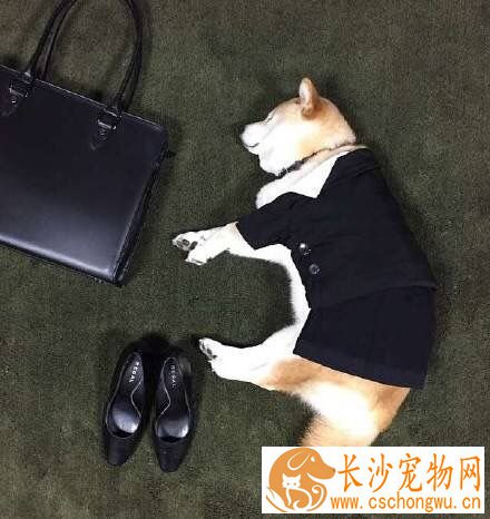 柴犬可以办狗证么 办理狗证的好处居然这么多
