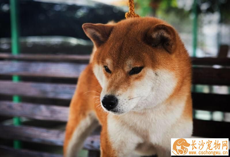 柴犬不喜欢什么 这个东西柴犬最讨厌