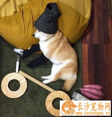 柴犬剃毛后怎样才能长好毛 有这几种食物可以帮助长毛