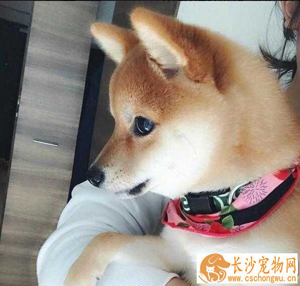 柴犬幼犬能吃鸡蛋黄吗 柴犬吃鸡蛋黄的好处