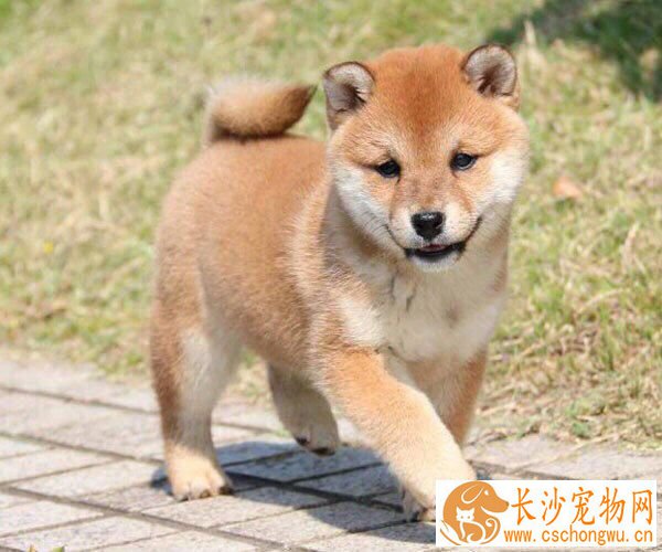 柴犬剃毛多久能长出来 如何让柴犬毛发长得快