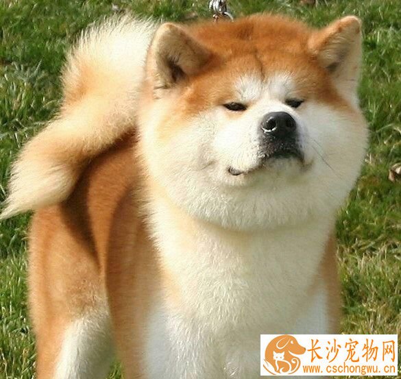 柴犬吃什么天然粮 柴犬吃天然粮的好处