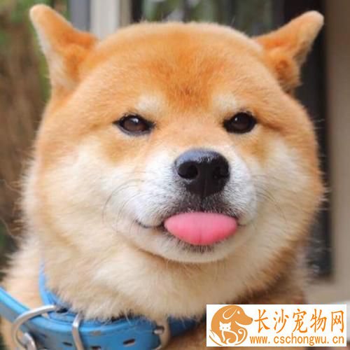 柴犬多久认主 柴犬认主表现是这样