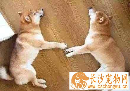 柴犬怎么样辨别真假 看柴犬纯不纯注意以下几点