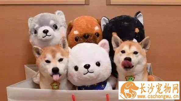家里养两条柴犬好吗 柴犬容易饲养吗