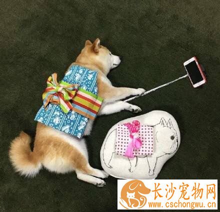 日本人都养柴犬吗 柴犬的人气在日本高吗