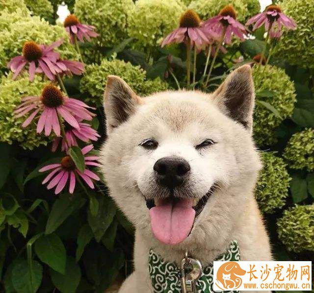 怎样训练柴犬唤回 训练柴犬的时候需要注意什么