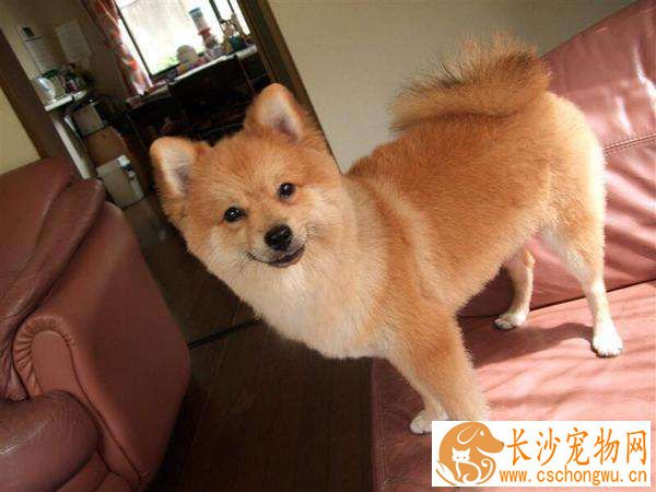 金毛和柴犬哪个好养 金毛和柴犬的具体分析