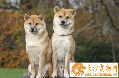 柴犬好卖吗 没想到柴犬毛病这么多
