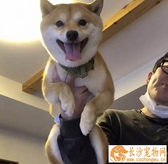 豆柴犬多少钱 怎样区分豆柴犬和柴犬