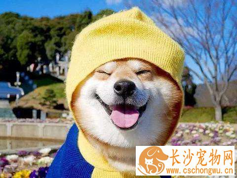 柴犬适合高层养吗 高层养柴犬需要注意这件事