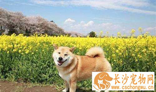 柴犬哪里有卖的 买柴犬哪种途径比较好
