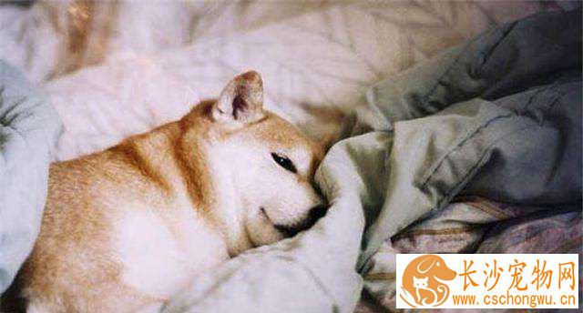 秋田犬和柴犬哪个好 柴犬更适合家庭饲养的原因