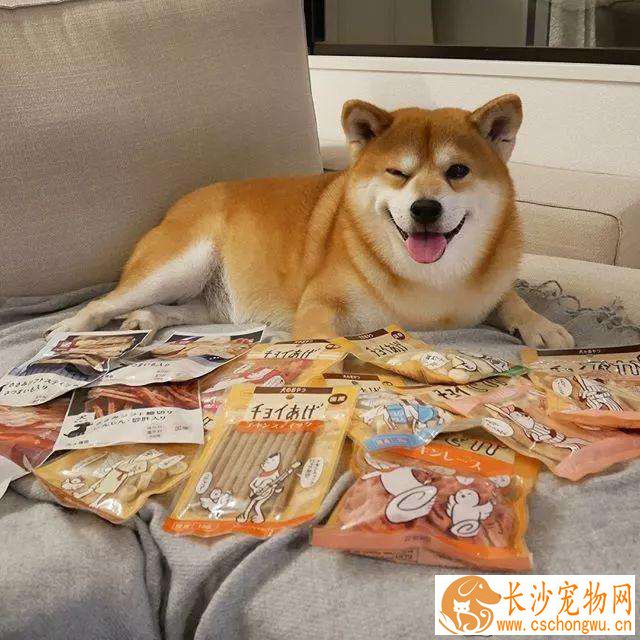 柴犬和秋田犬会掉毛吗 柴犬和秋田犬掉毛的原因有哪些