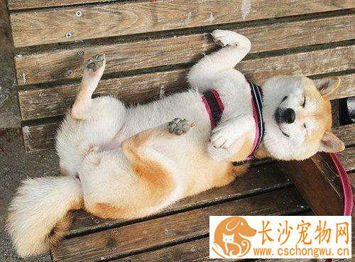 柴犬一天喂几次 给柴犬喂食的时候需要注意什么