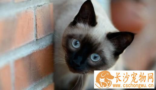 暹罗猫加菲猫哪个聪明 猫咪是否聪明和哪些有关