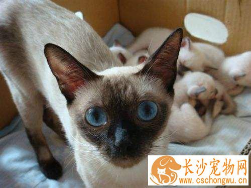 暹罗猫海豹色什么意思 暹罗猫有哪些颜色的