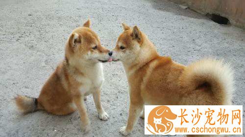柴犬幼崽怎么饲养 柴犬幼犬吃什么健康