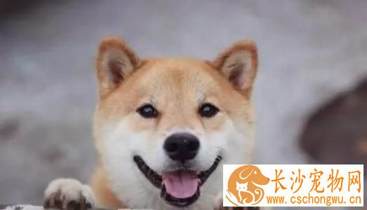 柴犬晚上不睡觉一直叫 柴犬一直叫的原因有哪些