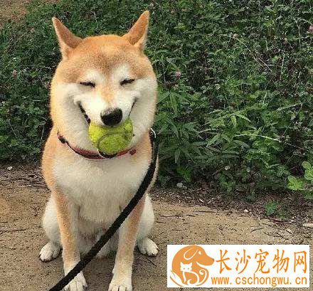 柴犬肚子一直叫 不吃饭怎么办