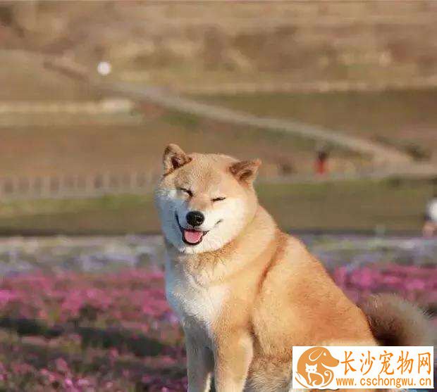 柴犬发抖是什么原因 怎样帮助柴犬缓解发抖现象