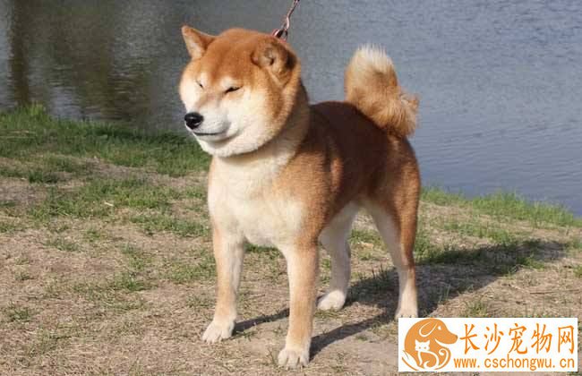 柴犬一个眼睛流眼泪 柴犬流眼泪的原因