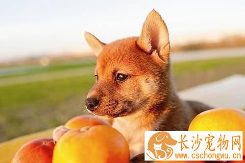 柴犬鼻子干 柴犬鼻子干原来是这么回事