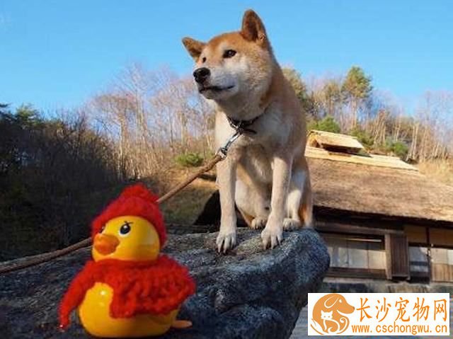 柴犬眼睛有眼屎 柴犬有眼屎原来是这个原因
