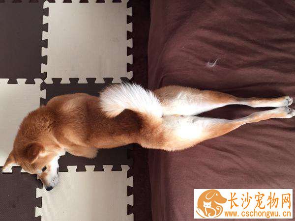 柴犬毛色变白什么原因 避开这两点很重要