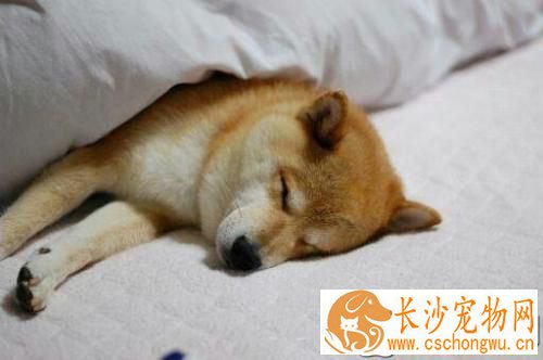 柴犬呕吐怎么办 柴犬呕吐的三个原因