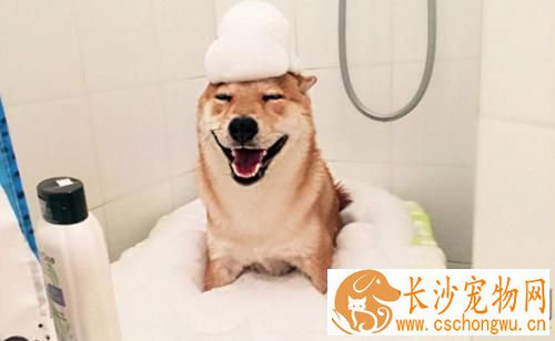 柴犬拉稀黄或带血怎么办 柴犬拉稀黄带血的原因可能是以下几种