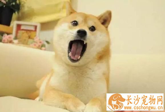 柴犬几岁性成熟 柴犬发情这样做最好