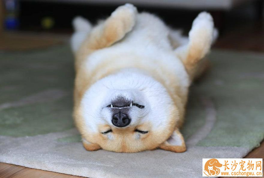 母柴犬发情该注意什么 柴犬发情的表现
