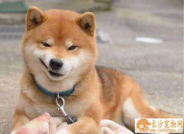 柴犬乱叫怎么办 解决柴犬乱叫的两个方法