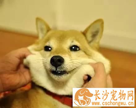柴犬多大成年 成年柴犬如何喂养