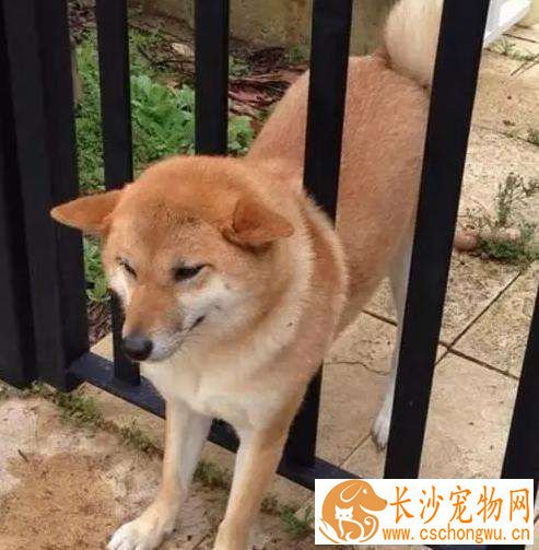 柴犬几个月发情 柴犬发情的表现