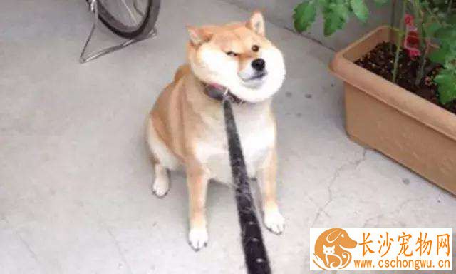 柴犬幼犬多大可以洗澡 柴犬幼犬洗澡要注意一下几点