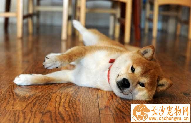 柴犬几个月成年 柴犬的年龄怎么换算的