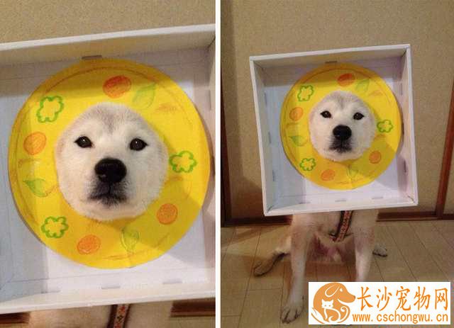 柴犬多大可以洗澡 给柴犬洗澡时需要注意哪些