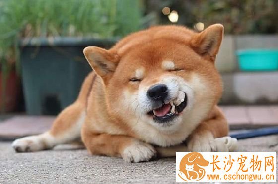 柴犬腿上不长毛 柴犬腿上不长毛的原因