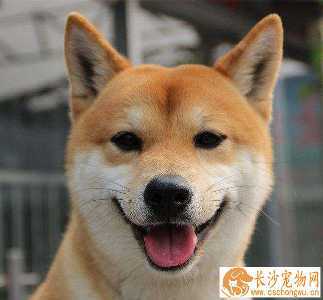 柴犬咬猫 柴犬咬猫的原因