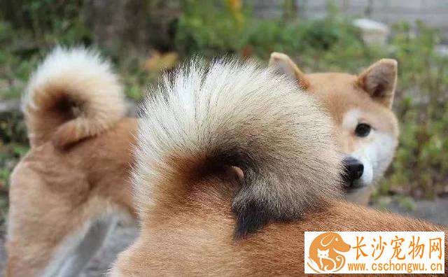柴犬腿细是锻炼不够吗 柴犬腿细是可能怎么回事