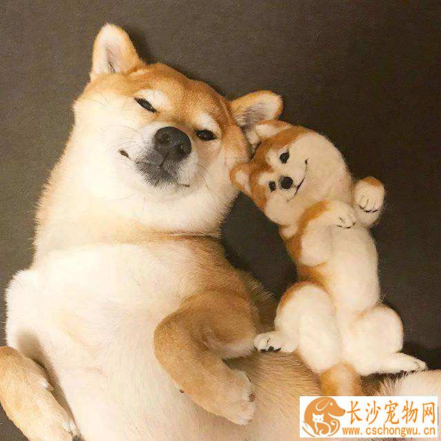 柴犬能飞机托运吗 如何给柴犬办理托运
