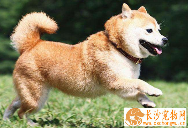 怎么阻止柴犬吃屎 有以下方法使柴犬拒绝吃屎