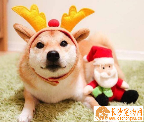 柴犬不听话可以打吗 让柴犬听话的办法