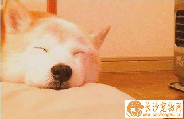 柴犬不能吃什么 这些食物柴犬一定不能吃